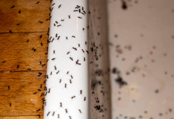 Best Cockroach Control Services  in Woodworth, OH